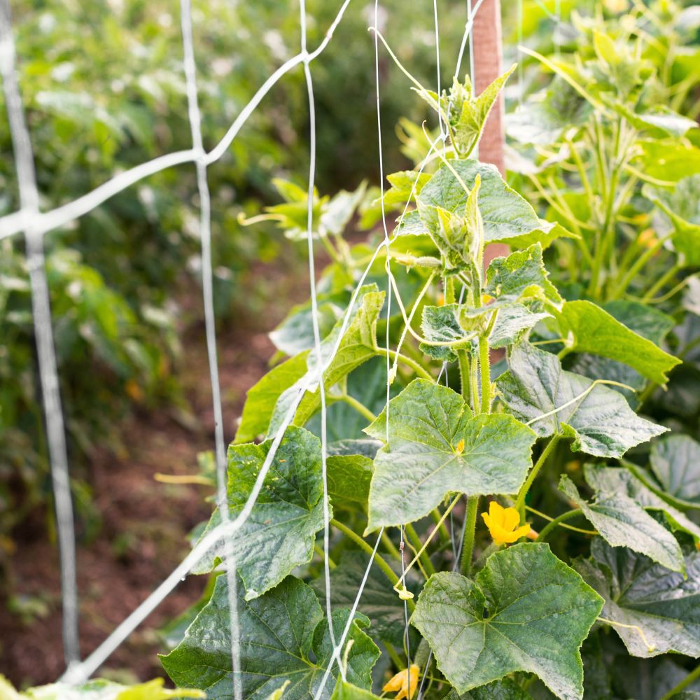 Sít podpůrná na okurky, 150cm x 10m, oko 13x13cm, zelená, STREND PRO